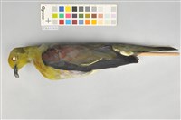 藏品(綠鳩)的圖片